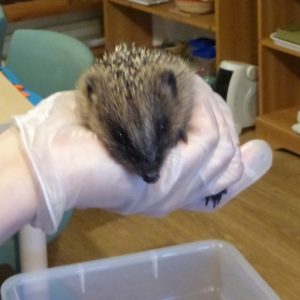 Hedgehog sanctury visit to Wharfedale Monetssori