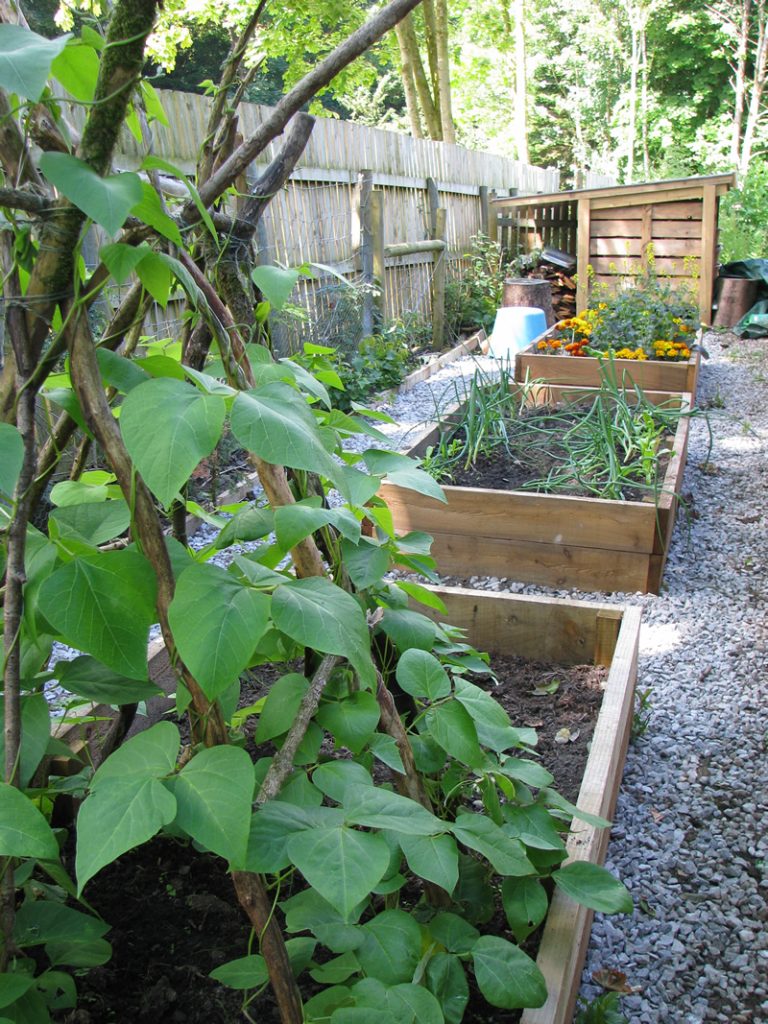 Our vegetable garden