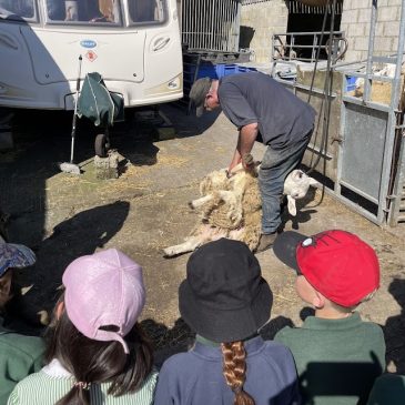 Up close with Shorn Sheep and Peppa (the pregnant) pig